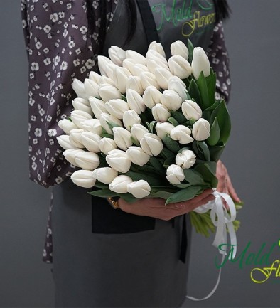 Dutch White tulip photo 394x433